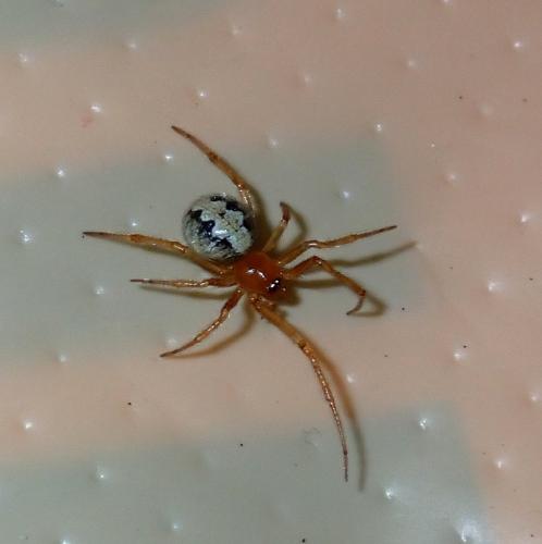 Theridiinae